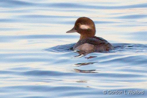 Swimming Bufflehead_24953.jpg - Female Bufflehead (Bucephala albeola) photographed along the Rideau Canal Waterway at Kilmarnock, Ontario, Canada.